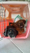 Bebês