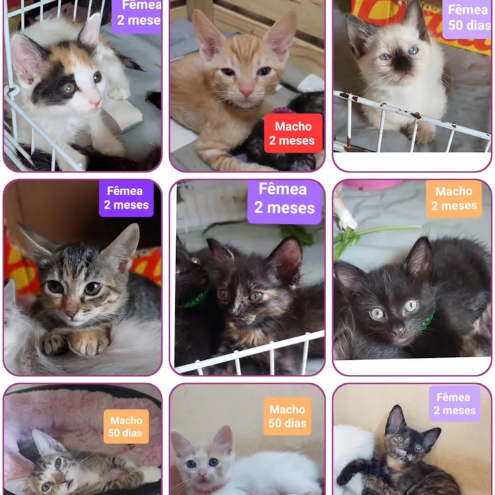 Gato ra a SRD-ViraLata idade Abaixo de 2 meses nome Gatinhos Diversos 