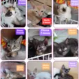 Gatinhos Diversos