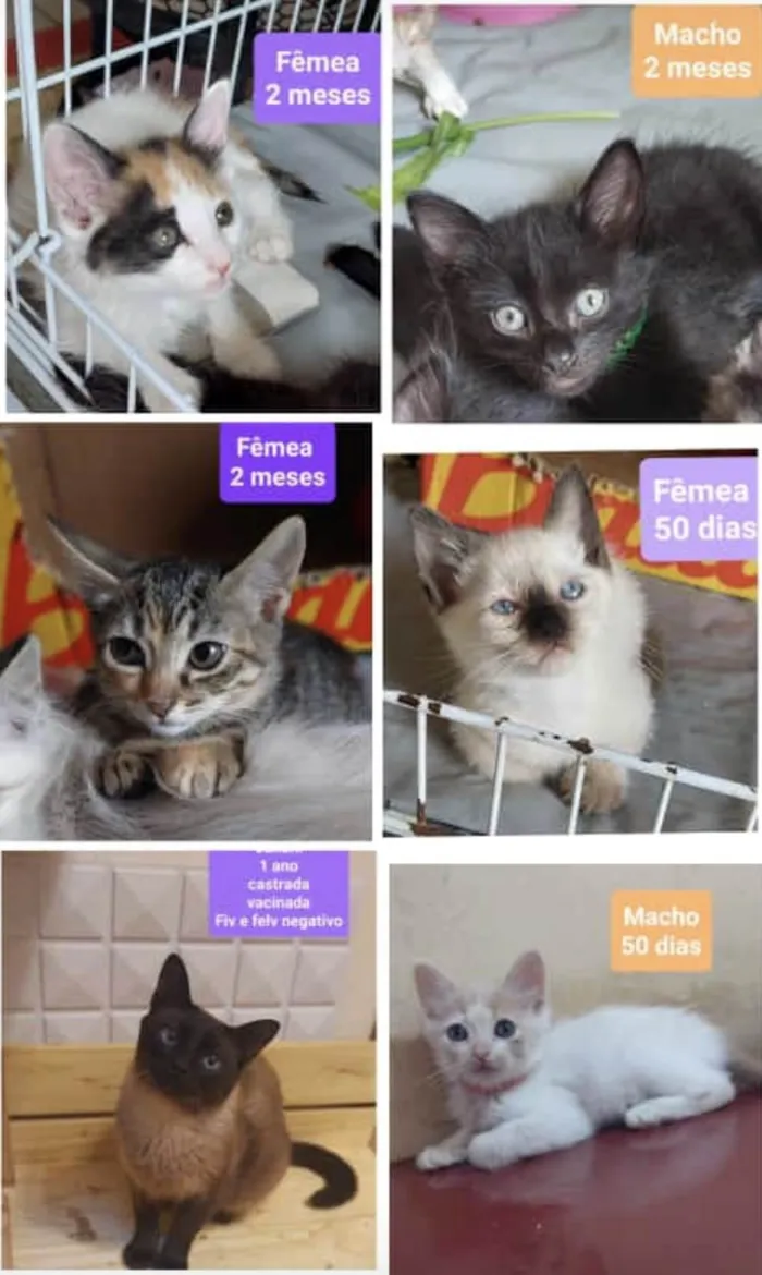Gato ra a SRD-ViraLata idade Abaixo de 2 meses nome Gatinhos Diversos 
