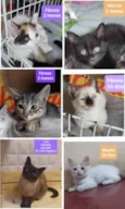 Gatinhos Diversos