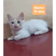 Gatinhos Diversos