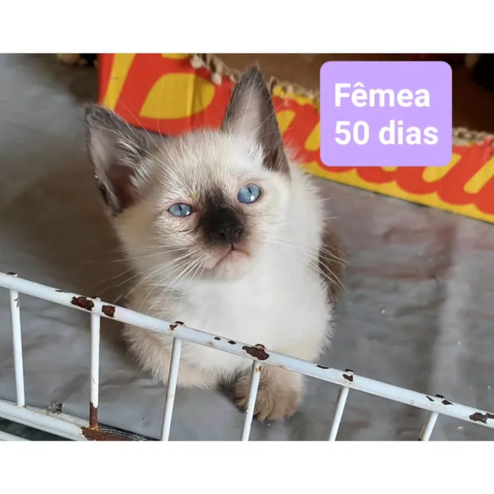 Gato ra a SRD-ViraLata idade Abaixo de 2 meses nome Gatinhos Diversos 