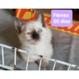 Gatinhos Diversos