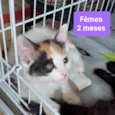 Gatinhos Diversos