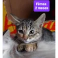 Gatinhos Diversos