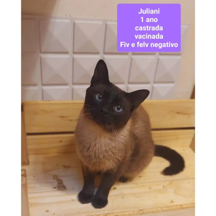 Gato ra a SRD-ViraLata idade Abaixo de 2 meses nome Gatinhos Diversos 