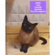 Gatinhos Diversos