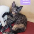 Gatinhos Diversos