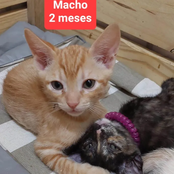 Gato ra a SRD-ViraLata idade Abaixo de 2 meses nome Gatinhos Diversos 