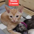Gatinhos Diversos