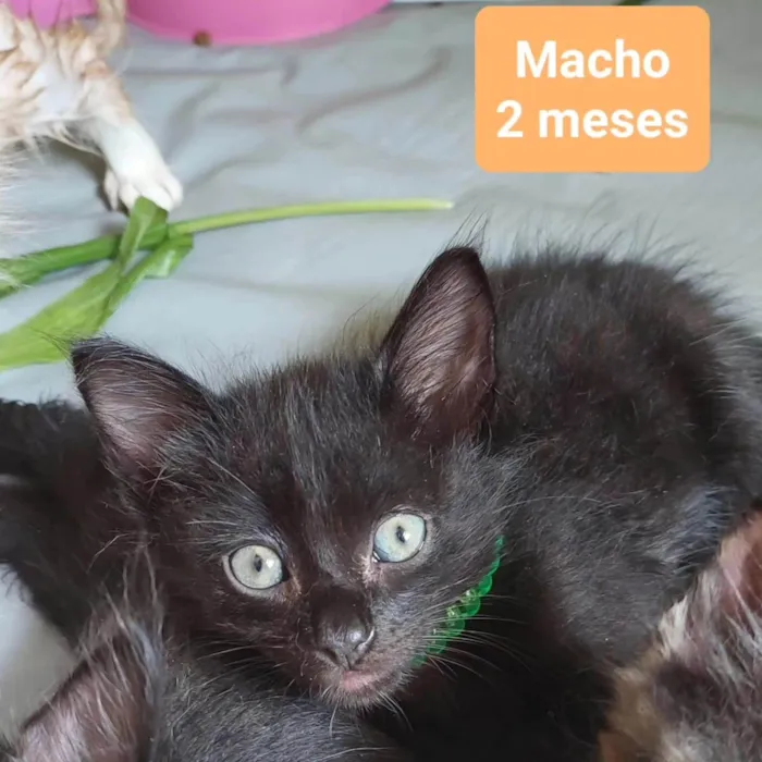 Gato ra a SRD-ViraLata idade Abaixo de 2 meses nome Gatinhos Diversos 