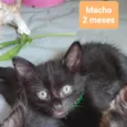 Gatinhos Diversos