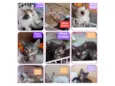 Gatinhos Diversos