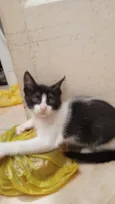 Frajolinha