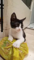 Frajolinha