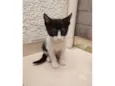 Frajolinha