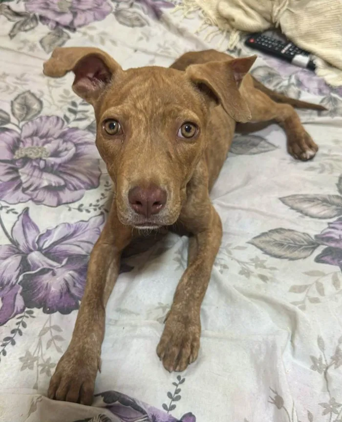 Cachorro ra a Ptbull idade 2 a 6 meses nome Pantera