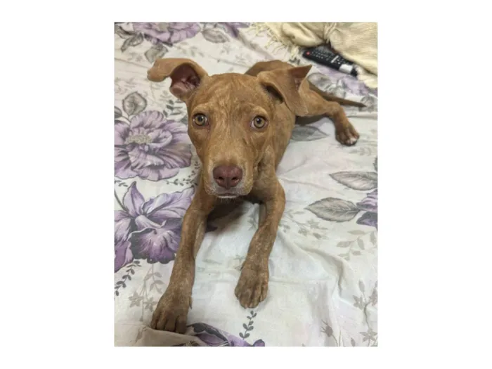 Cachorro ra a Ptbull idade 2 a 6 meses nome Pantera