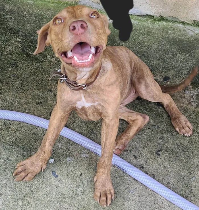 Cachorro ra a Ptbull idade 2 a 6 meses nome Pantera