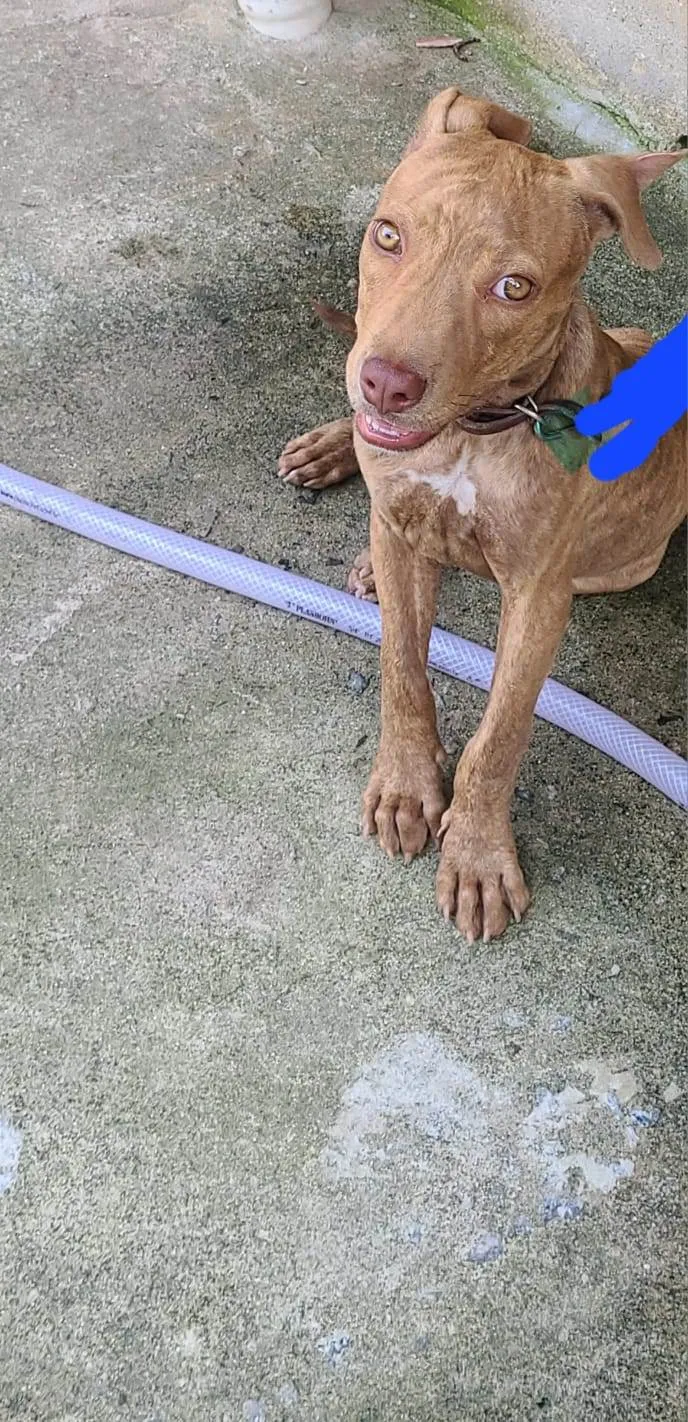 Cachorro ra a Ptbull idade 2 a 6 meses nome Pantera