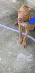 Pantera