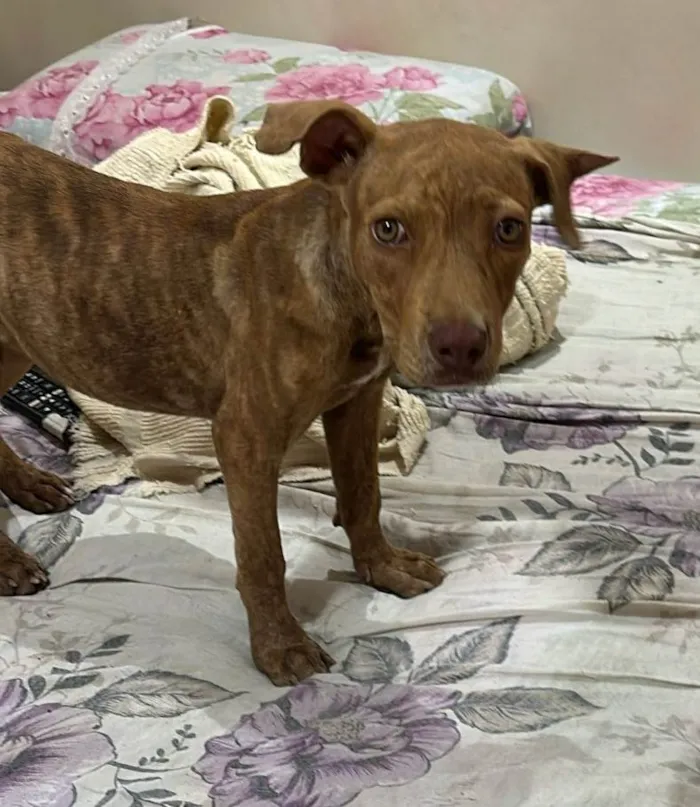 Cachorro ra a Ptbull idade 2 a 6 meses nome Pantera