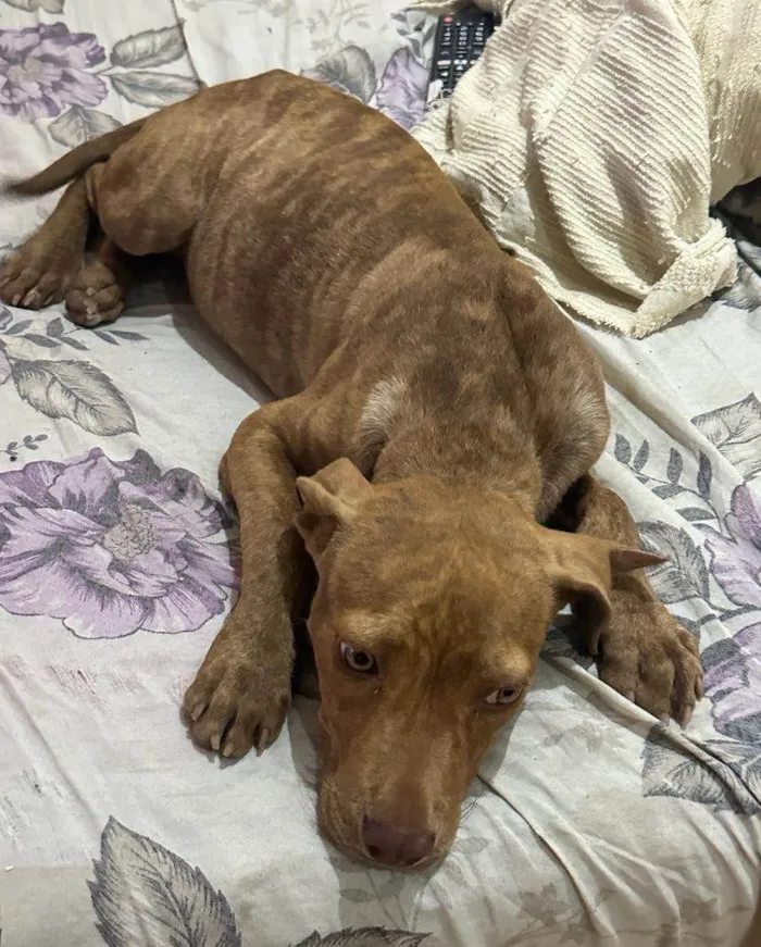 Cachorro ra a Ptbull idade 2 a 6 meses nome Pantera