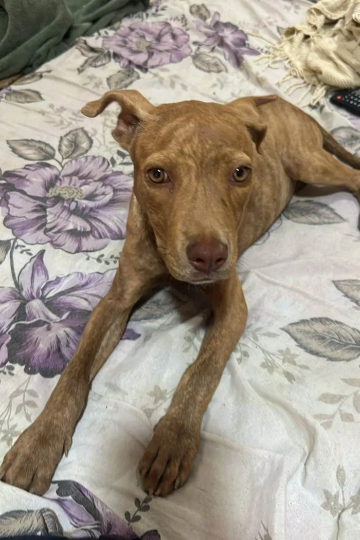 Cachorro ra a Ptbull idade 2 a 6 meses nome Pantera