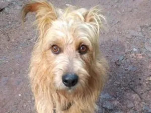 Cachorro raça SRD-ViraLata idade 2 anos nome HALF