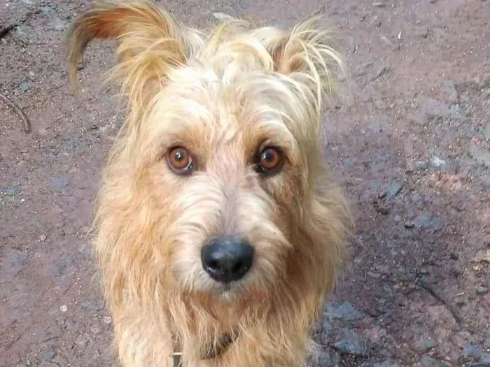 Cachorro ra a SRD-ViraLata idade 2 anos nome HALF