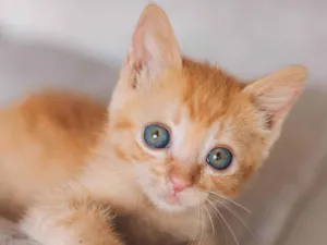 Gato raça SRD idade Abaixo de 2 meses nome Calvin