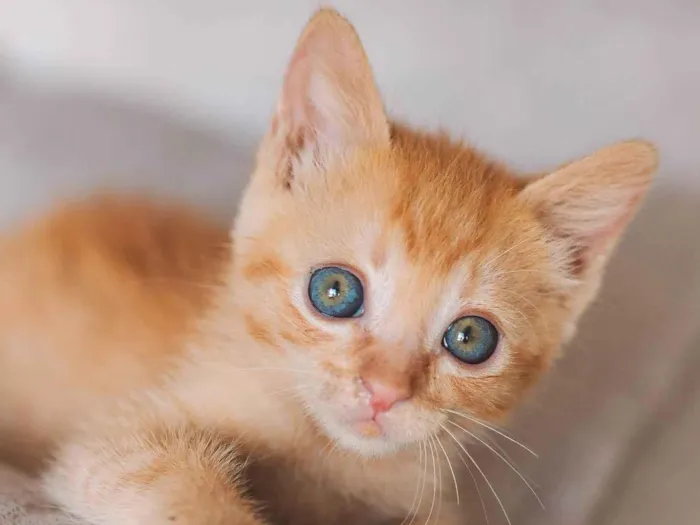 Gato ra a SRD idade Abaixo de 2 meses nome Calvin