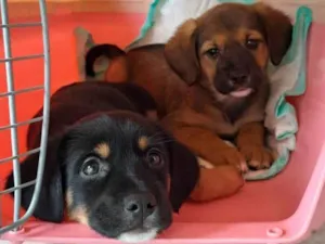 Cachorro raça SRD-ViraLata idade 2 a 6 meses nome Bebês 