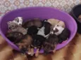 Bebês 