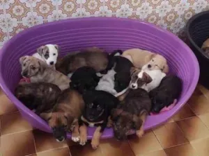 Cachorro raça SRD-ViraLata idade 2 a 6 meses nome Bebês 