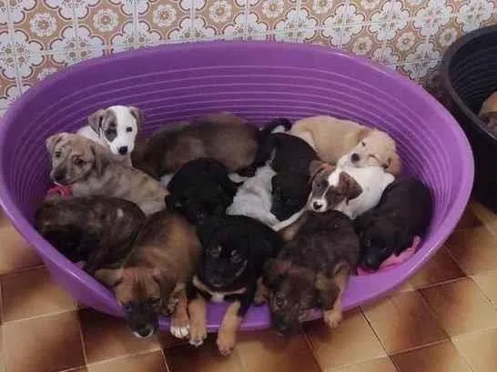 Cachorro ra a SRD-ViraLata idade 2 a 6 meses nome Bebês 