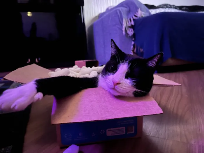 Gato ra a Desconhecida idade 3 anos nome Frida