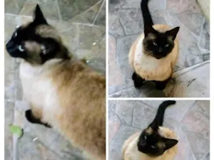 Gato raça Siamês idade 3 anos nome Gatinha siamesa 