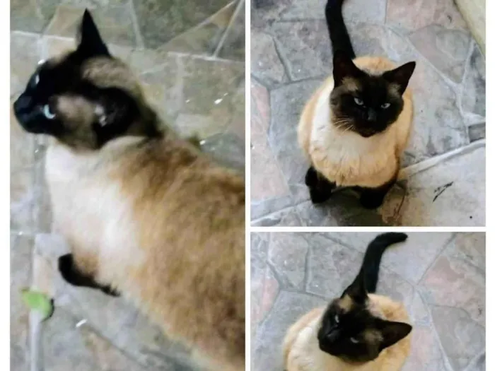 Gato ra a Siamês idade 3 anos nome Gatinha siamesa 