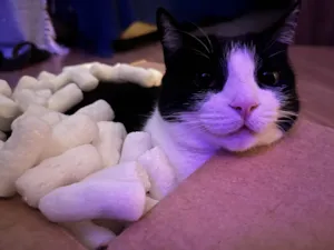 Gato raça Desconhecida idade 3 anos nome Frida