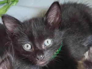 Gato raça SRD-ViraLata idade Abaixo de 2 meses nome Gatinhos Diversos 