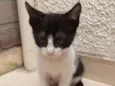 Frajolinha