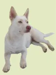 Lobinha