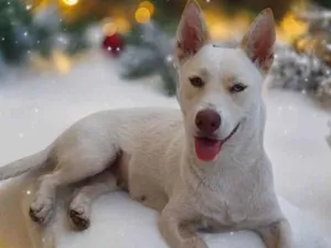 Cachorro raça Basset com Husky  idade 1 ano nome Lobinha