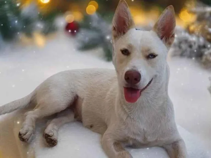 Cachorro ra a Basset com Husky  idade 1 ano nome Lobinha