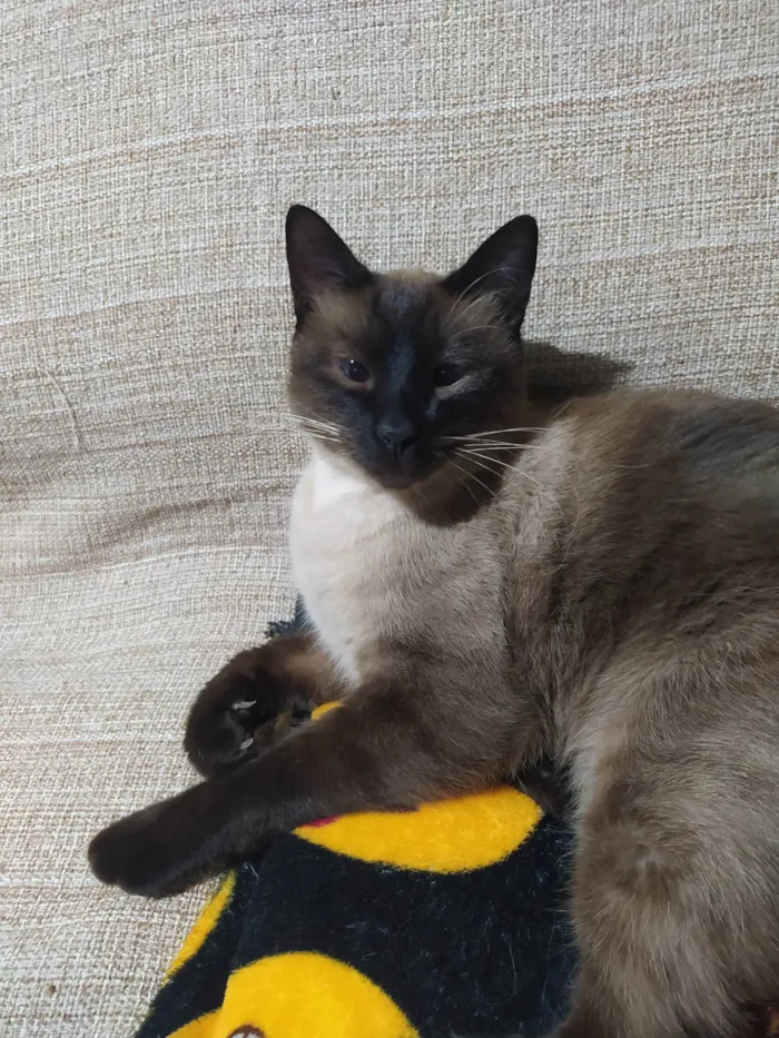 Gato ra a Siamês  idade 3 anos nome Titi