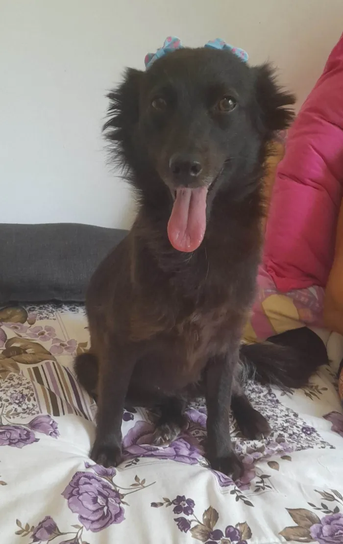 Cachorro ra a SRD-ViraLata idade  nome Amora