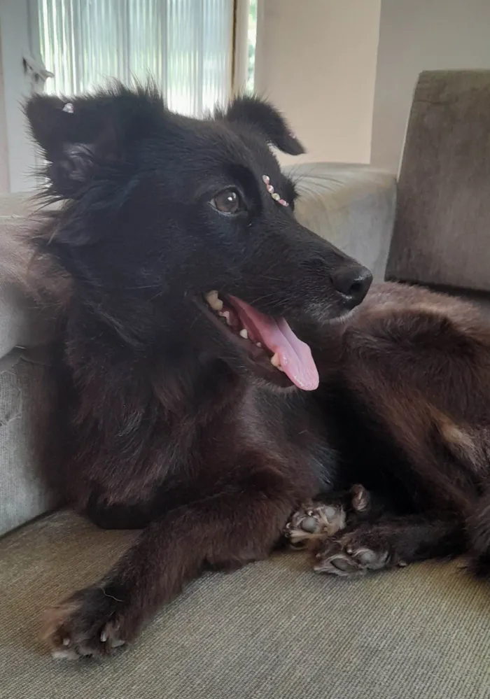 Cachorro ra a SRD-ViraLata idade  nome Amora