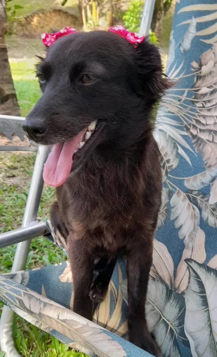 Cachorro ra a SRD-ViraLata idade  nome Amora